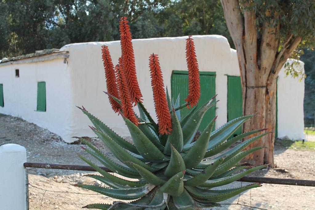 Matjiesvlei Guestfarm Villa Calitzdorp Kültér fotó